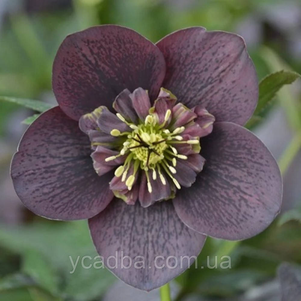 Морозник східний Анемона Слеті Блу (горщик 1л), фото 1