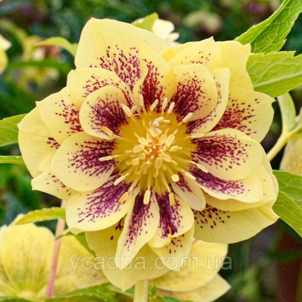 Морозник східний Дабл Епрікот Спотід (горщик 1л), фото 1