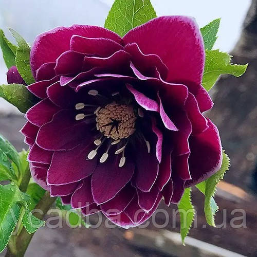 Морозник східний Дабл Ебьоджн Уайт Едж (горщик 1л), фото 1