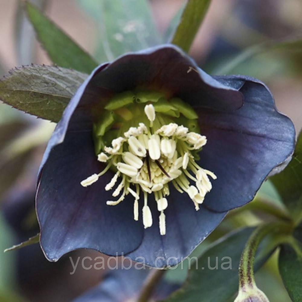 Морозник східний Дабл Слети Блу (горщик 1л), фото 1