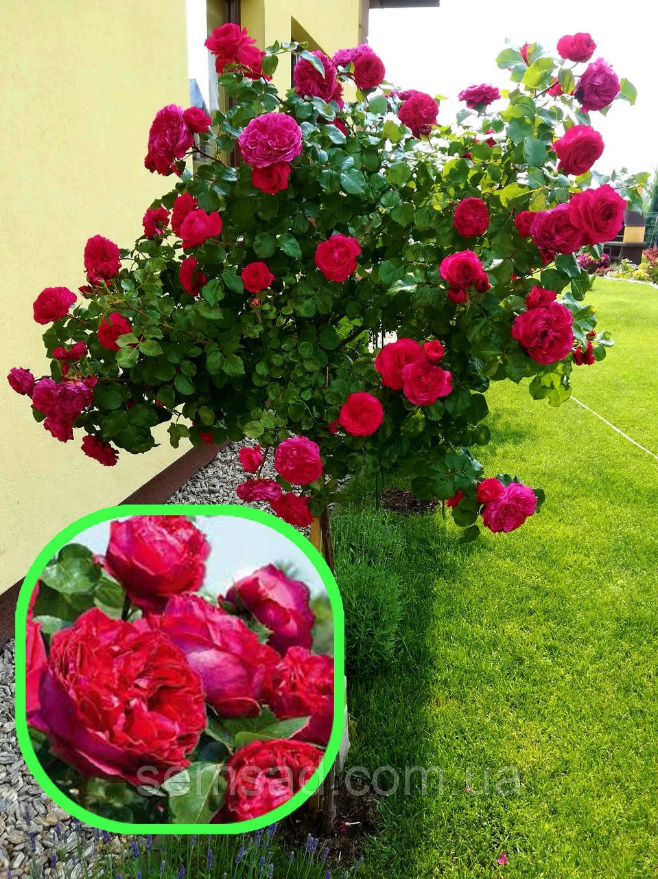 Троянда на штамбі Ред Еден Роуз ( саджанці 2 роки h120-130см )