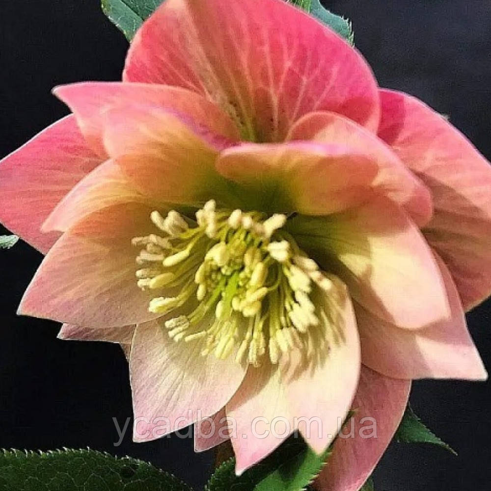 Морозник східний Дабл Апрікот (горщик 1л), фото 1