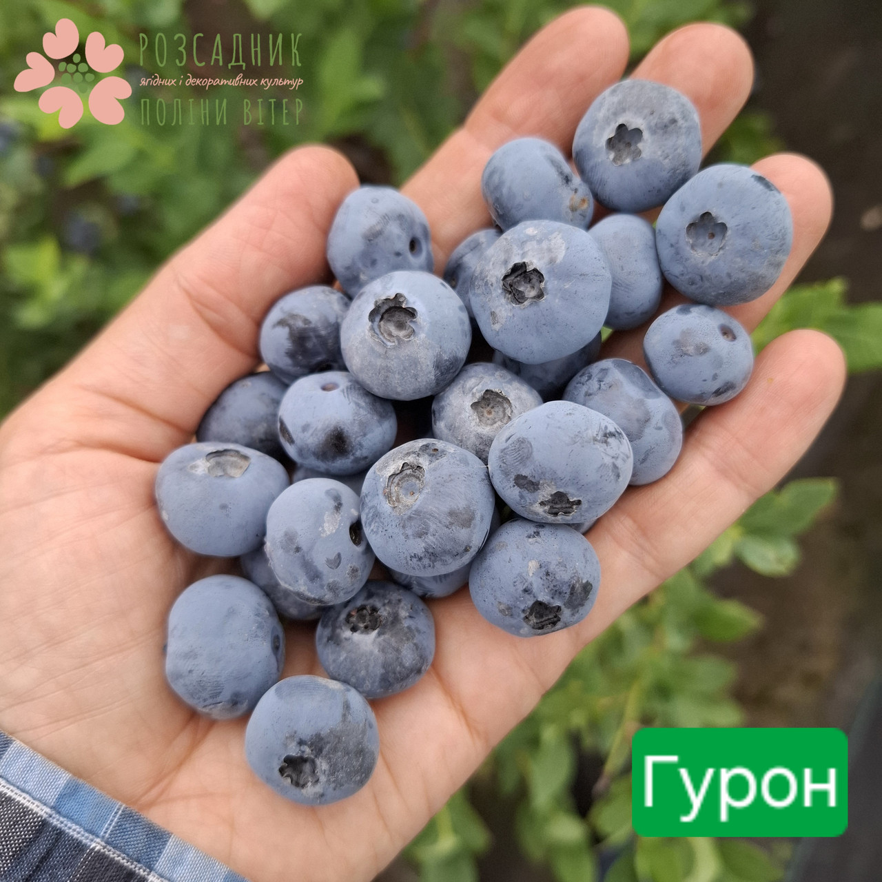 Саджанці лохини Гурон (3 роки, контейнер 3л)