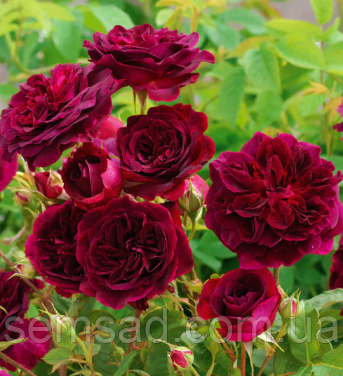 Троянда на штамбі Хіткліфф ( саджанці 2 роки h 120 - 130см)