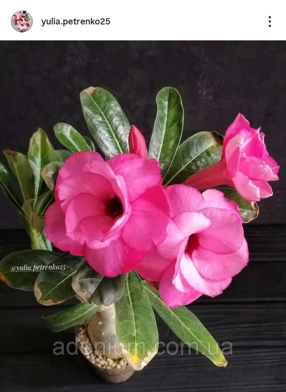 Аденіум Miki Pink (щеплення), фото 1