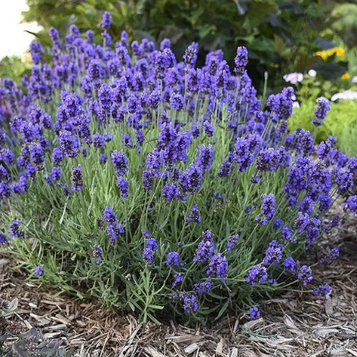 Лаванда вузьколиста Ізіда p9