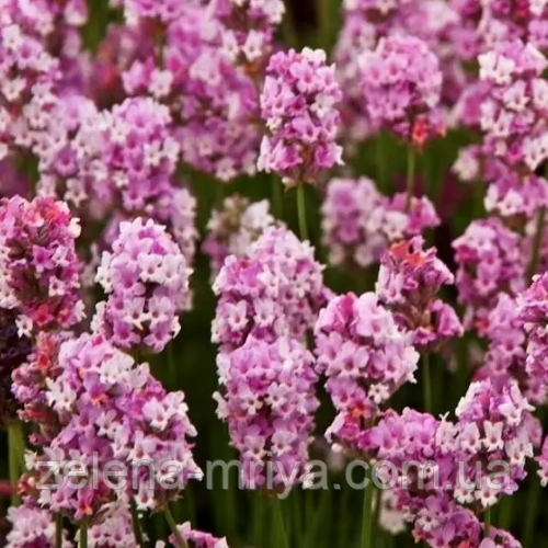 Лаванда вузьколиста  Розеа  (Rosea) p9, фото 1