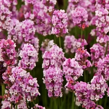 Лаванда вузьколиста  Розеа  (Rosea) p9