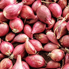 Цибуля сіянка (саджанка) ШАЛОТ Шелія (Бістро) Голландія 0.5кг