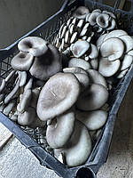 Міцелій Гливи зерновий КЧ (китайський чорний)