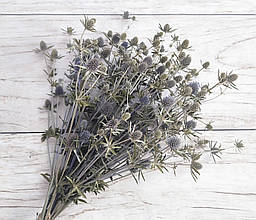 Сухоцвіт синьоголовник. 20 гілочок