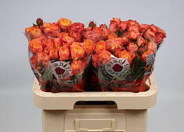 Саджанці троянд спрей Ла Мандаріна