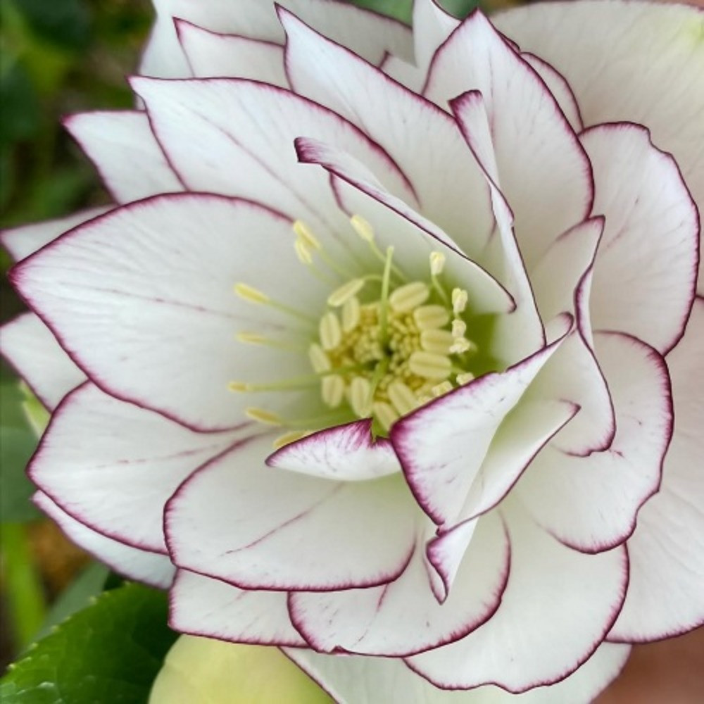 Морозник східний Дабл Вайт Перпл Едже (горщик 1л), фото 1