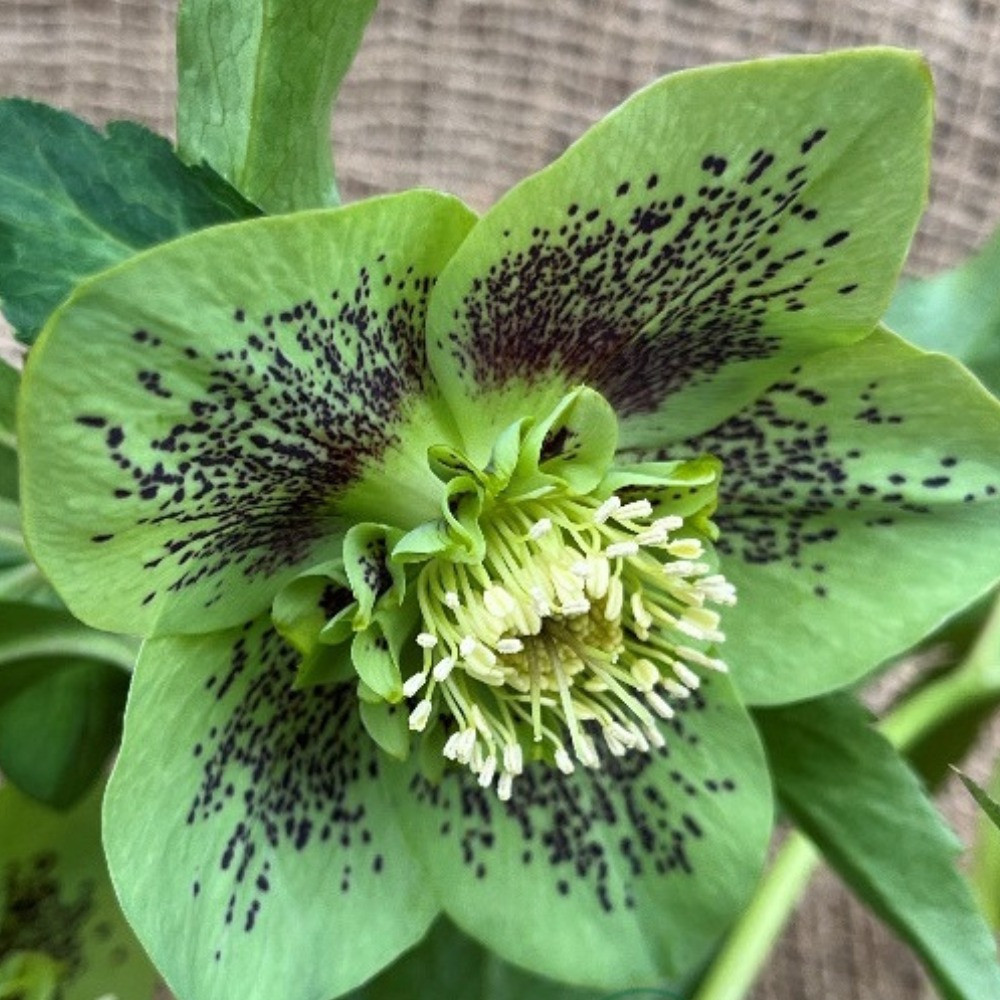 Морозник східний Анемона Грін Спотид (горщик 1л), фото 1