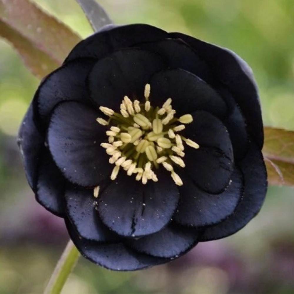 Морозник східний Дабл Слети Блу (горщик 1л), фото 1