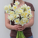 Нарцис WHITE LION 12/14, фото 4