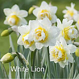 Нарцис WHITE LION 12/14, фото 2