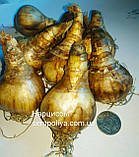 Нарцис WHITE LION 12/14, фото 7