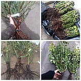 Троянда бордюрна Грін Айс, фото 2