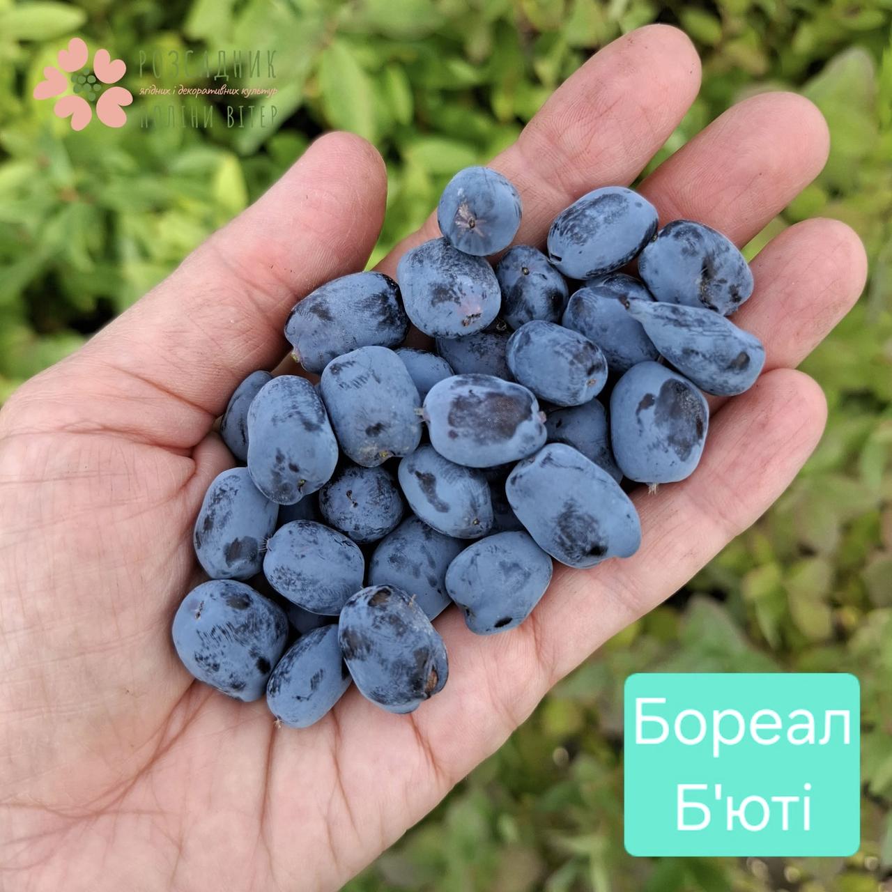 Саджанці жимолості Бореал Б'юті (1 рік, контейнер 0,5л), фото 1