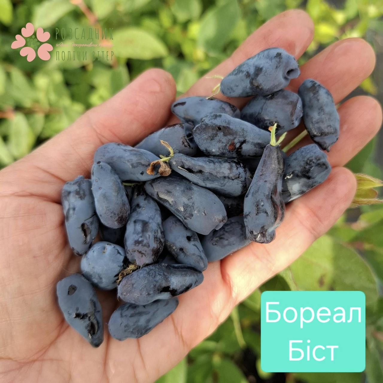 Саджанці жимолості Бореал Біст (1 рік, контейнер 0,5л), фото 1