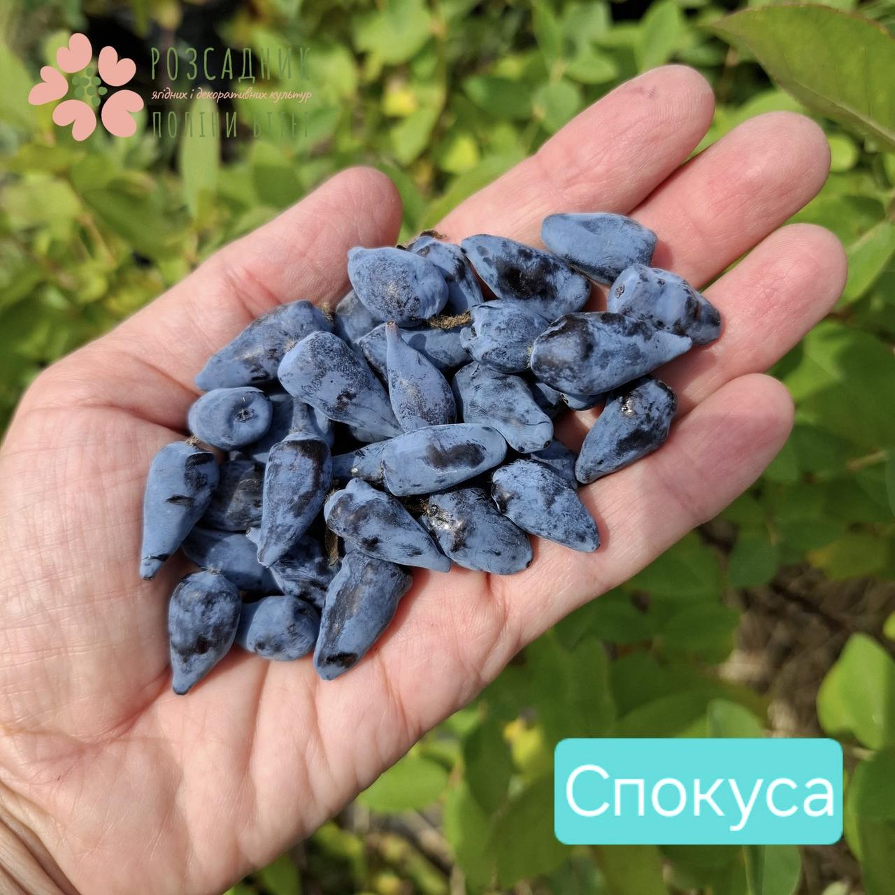 Саджанці жимолості Спокуса (1 рік, контейнер 0.5л), фото 1