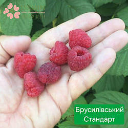 Саджанці малини Брусилівський Стандарт (1 рік, контейнер 1л)