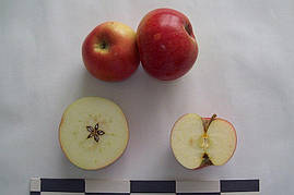 Саджанці яблунь Зоря Поділля