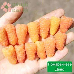 Саджанці малини Помаранчеве диво (1 рік, контейнер 1л)