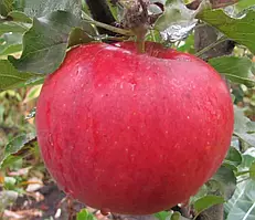 Саджанці яблунь Аскольда