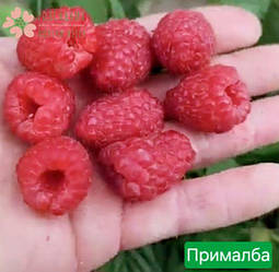 Саджанці ремонтантної малини Прималба (1 рік, контейнер 1л)