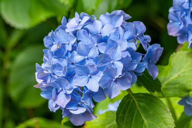 Гортензія волотиста рослини, декоративні культури, топ-5 рослин для посадки у липні, які культури варто посадити у липні, найкращі саджанці для посадки у липні