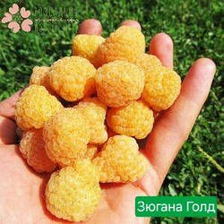 Саджанці малини Зюгана Голд (1 рік, контейнер 1л)