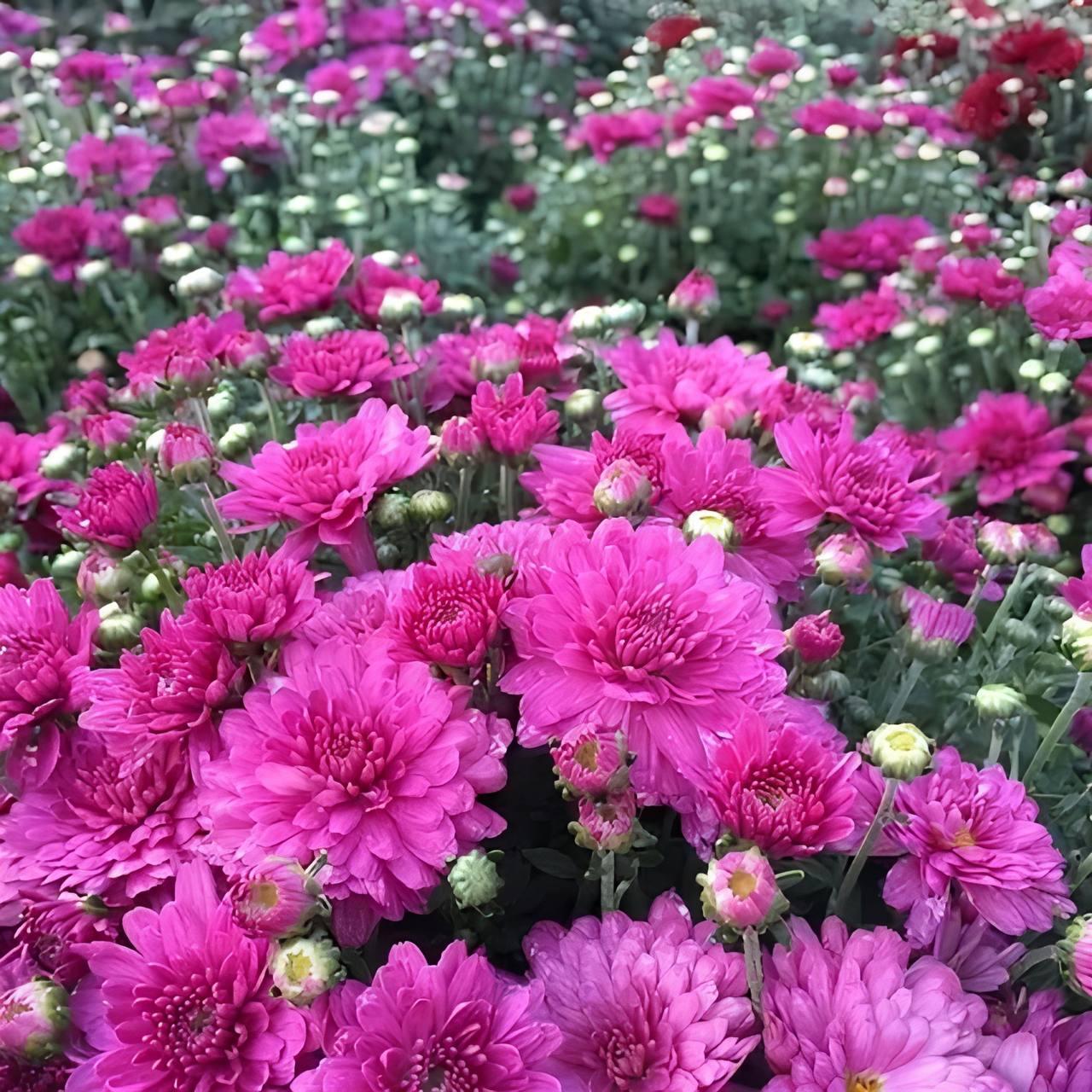 Саджанці Хризантеми мультифлора Ставінські Пьорпл (Chrysanthеmum Staviski purple) Р9 (2), фото 1