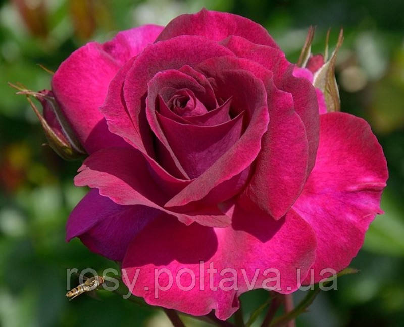 Сомме 2016 (Somme 2016), фото 1