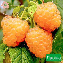 Саджанці малини Лавіна (1 рік, контейнер 1л)