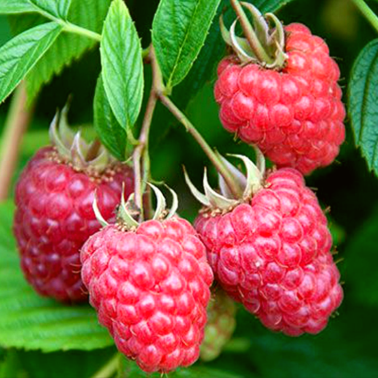 Малини Ароматна Безшипна - безшипна, ароматна, врожайна, фото 1