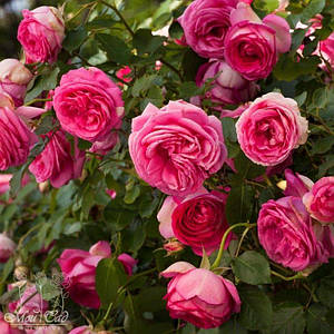 Розы в Полтаве от компании 