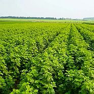 Малини Ароматна Безшипна - безшипна, ароматна, врожайна, фото 2