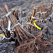 Малини Ароматна Безшипна - безшипна, ароматна, врожайна, фото 4