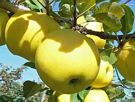 Саджанці яблунь Богемія Голд