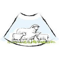 Діагностика вагітності у овець