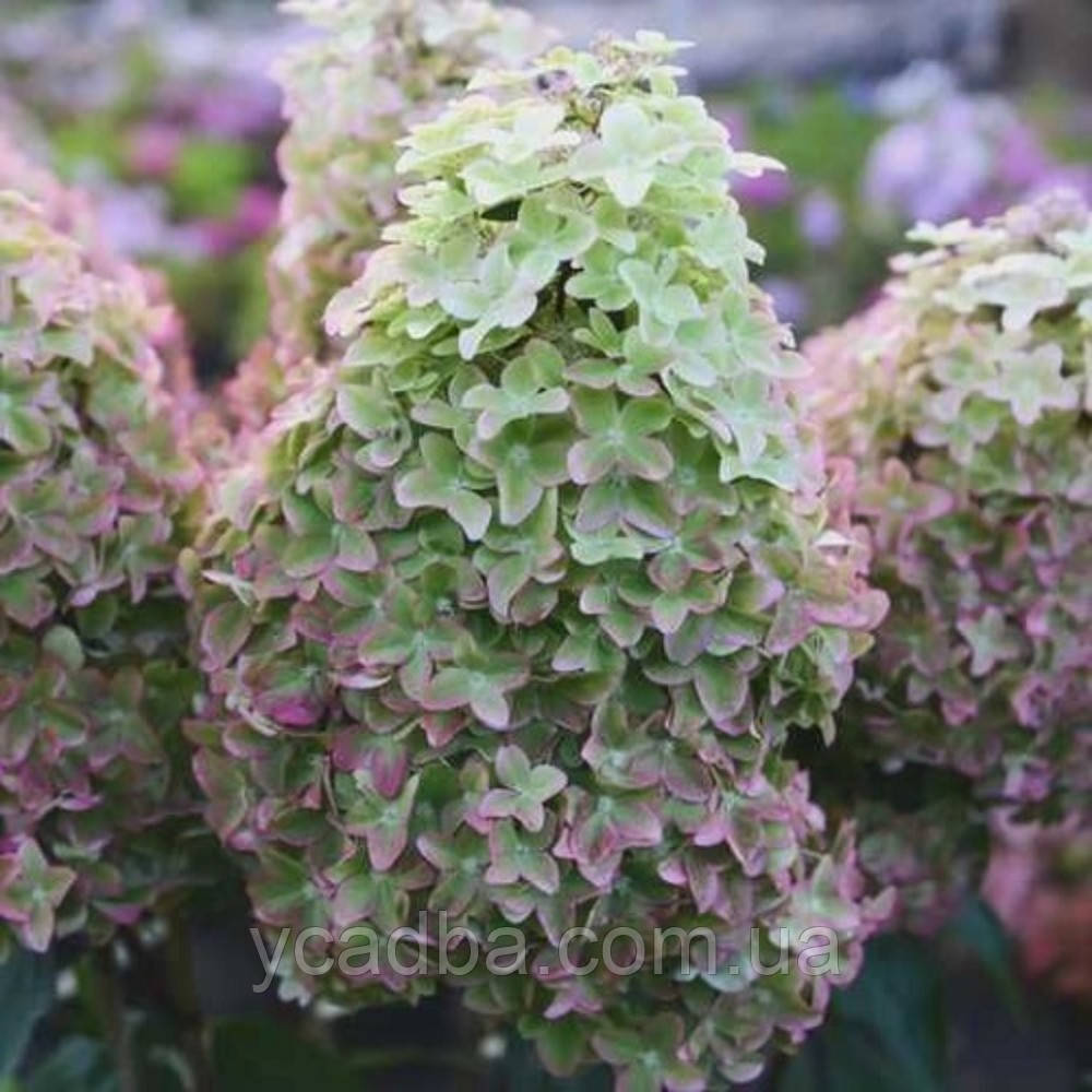 Гортензія волотиста Металіка (горщик 0,5л), фото 1