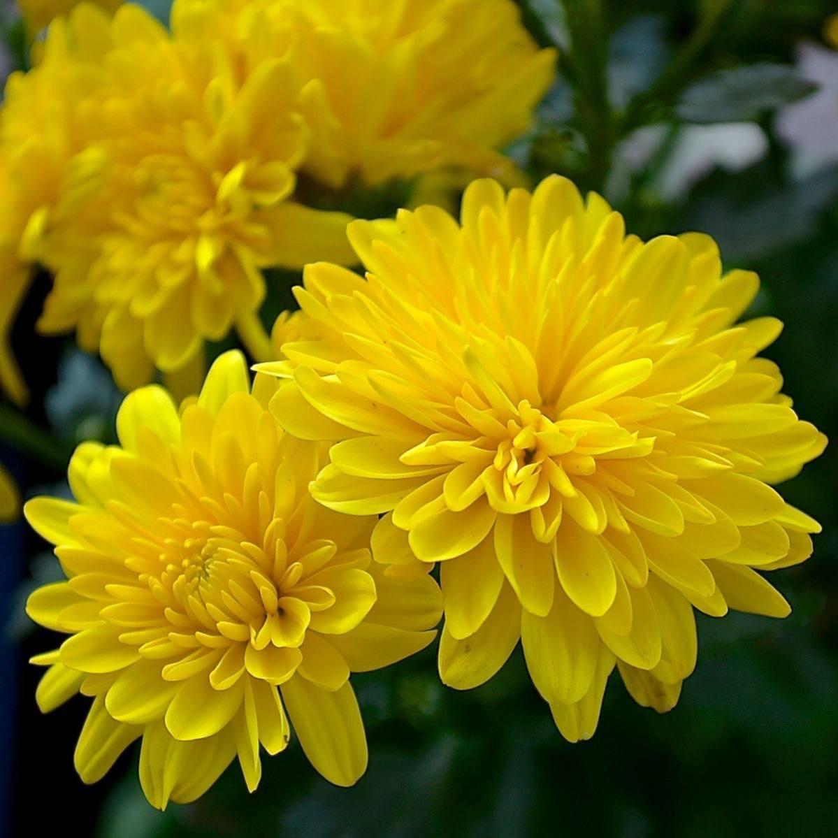 Саджанці Хризантеми мультифлора Падре Єллоу (Chrysanthеmum Padre Yellow) Р9 (5), фото 1