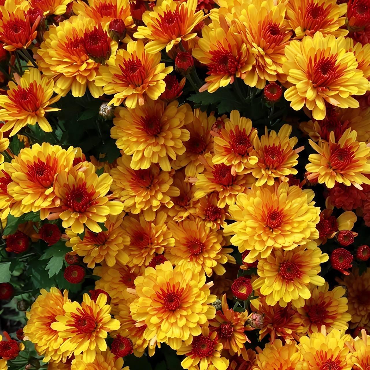 Саджанці Хризантеми мультифлора Кристал Бронз (Chrysanthеmum Chrystal Bronze) Р9 (9), фото 1