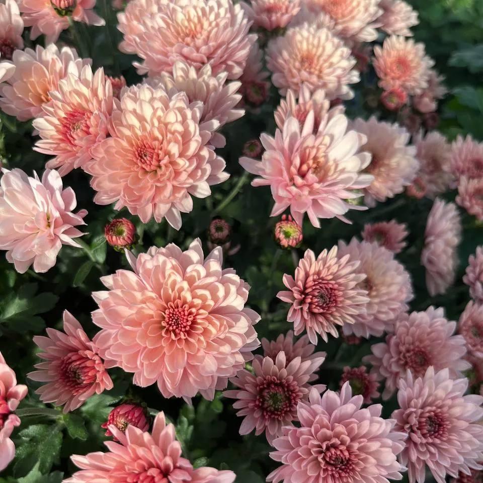 Саджанці Хризантеми мультифлора Бранфонтан Салмон (Chrysanthеmum Branfountain Salmon) Р9 (10), фото 1