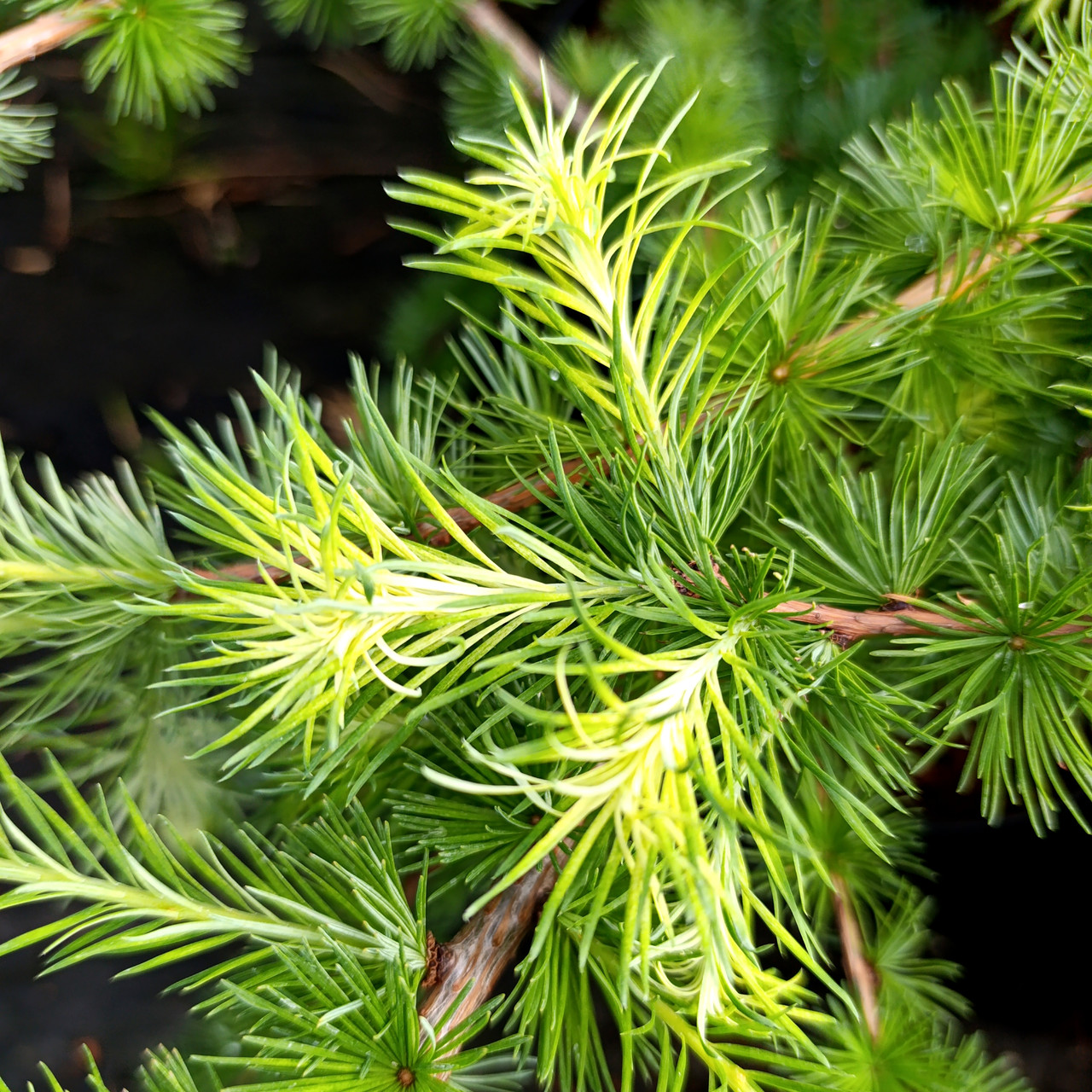 Модрина Саммер Фог / h 60-80 / Larix decidua Summer Fog