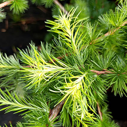 Модрина Саммер Фог / h 60-80 / Larix decidua Summer Fog, фото 1