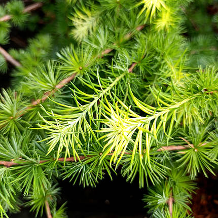 Модрина Саммер Фог / h 60-80 / Larix decidua Summer Fog, фото 2