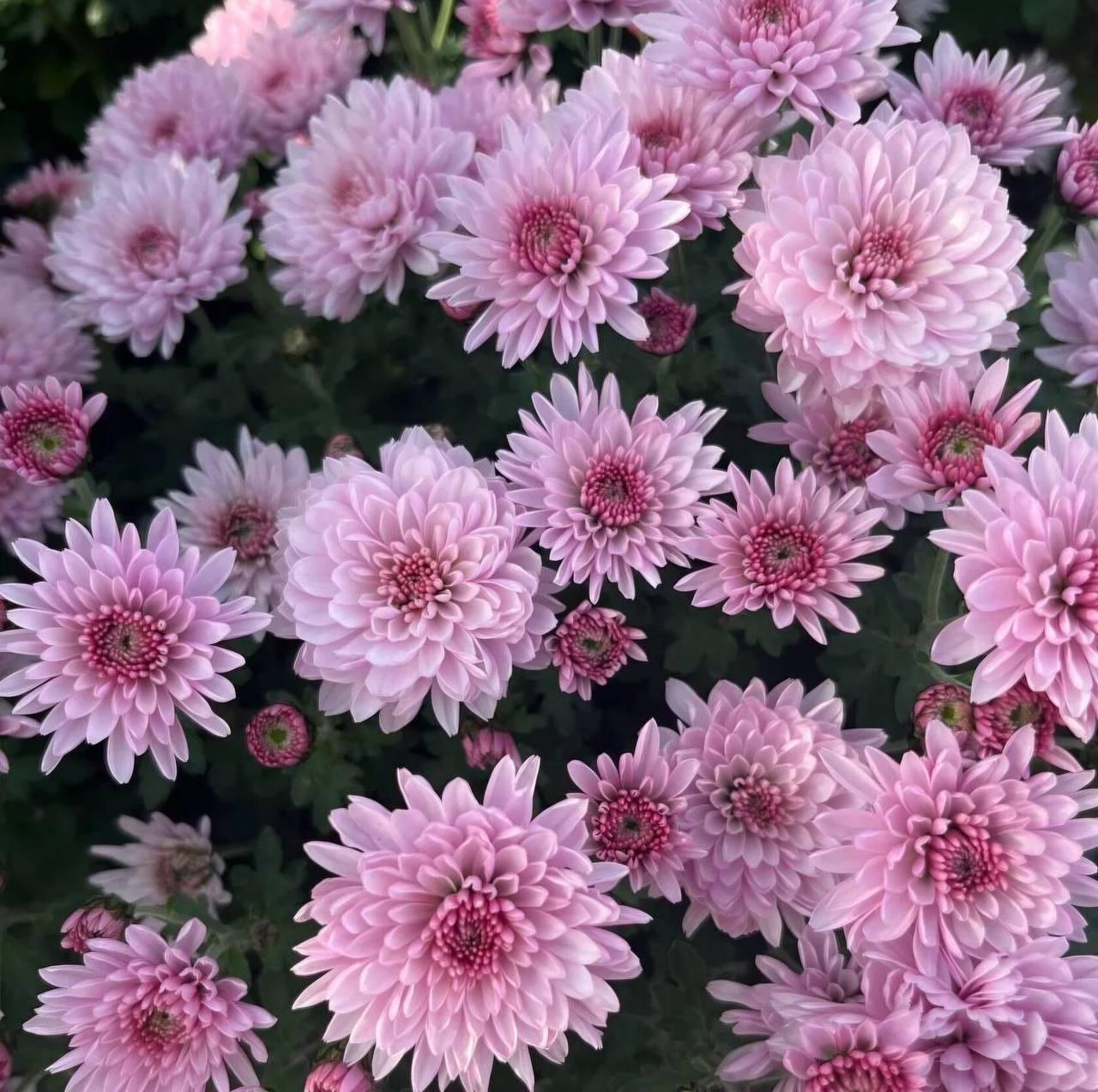 Саджанці Хризантеми мультифлора Бранфонтан Пінк (Chrysanthеmum Branfountain Pink) Р9 (12), фото 1